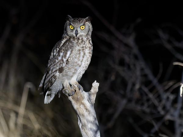<h3><a href="/trips/safari/biota/animalia/chordata/aves/031 strigiformes/002 strigidae/bubo africanus/bubo africanus-nl.html">Bubo&nbsp;africanus</a> / Spotted&nbsp;eagle‑owl / Afrikaanse&nbsp;oehoe</h3>OM-1 Mark II met OLYMPUS M.300mm F4.0, 1/160 sec  bij F4.0, ISO 10000, afstand 13.0&nbsp;m